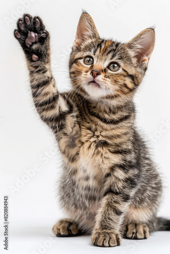 Cute American Shorthair Tabby Cat cute pose sitting raising one hand paw isolated on white background created with Generative AI Technology