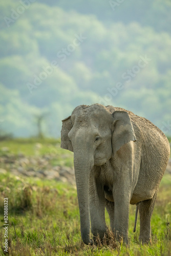 wild female asian elephant or Elephas maximus indicus head on closeup in natural green scenic grassland in background during summer season safari at jim corbett national park forest uttarakhand india