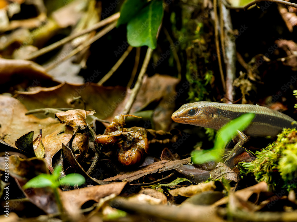 Fototapeta premium 虫を食べるニホントカゲ