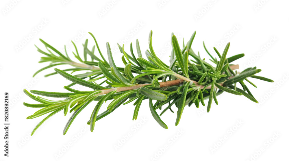 Fototapeta premium Ethereal Essence: A Sprig of Rosemary Dancing on a Blank Canvas
