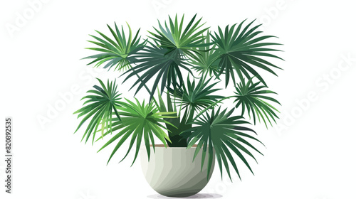 Licuala grandis Vanuatu fan palm tree with ruffled photo