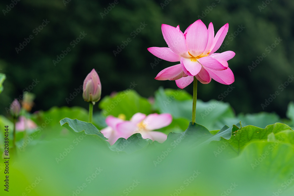 Obraz premium 夏の蓮池の眺め