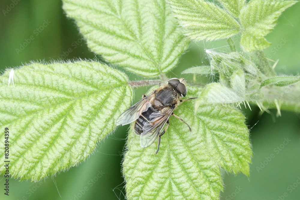 Eristalis arbustorum, a species of hoverfly Eristalis arbustorum, a species of hoverfly