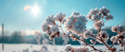 Despite The Cold, The Snow Glistens Under The Bright, Full Sun, Standard Picture Mode photo