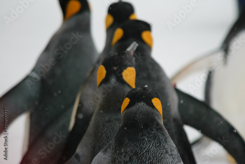 Emperor penguins huddled together in snow