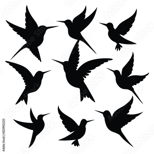 Set of Anna   s Hummingbird black Silhouette Vector on a white background