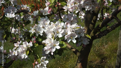 A close-up view of flowering apple tree branches in an orchard garden. The young fruit tree branches are in full bloom with white flowers, forming beautiful sunlit and abundant inflorescences.