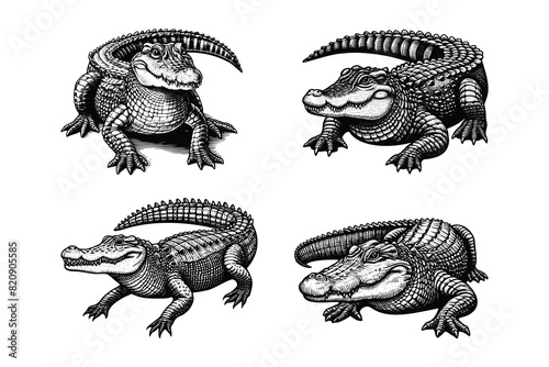 set of crocodile illustration. hand drawn alligator black and white vector illustration. isolated white background