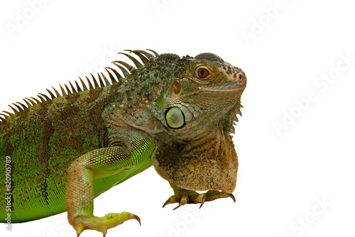 Beautiful iguana close up with white plain background