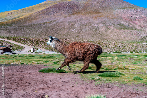 alpaca in the highlands of Chile photo