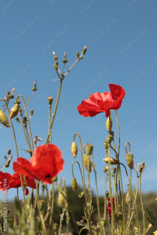 Fototapeta premium coquelicots