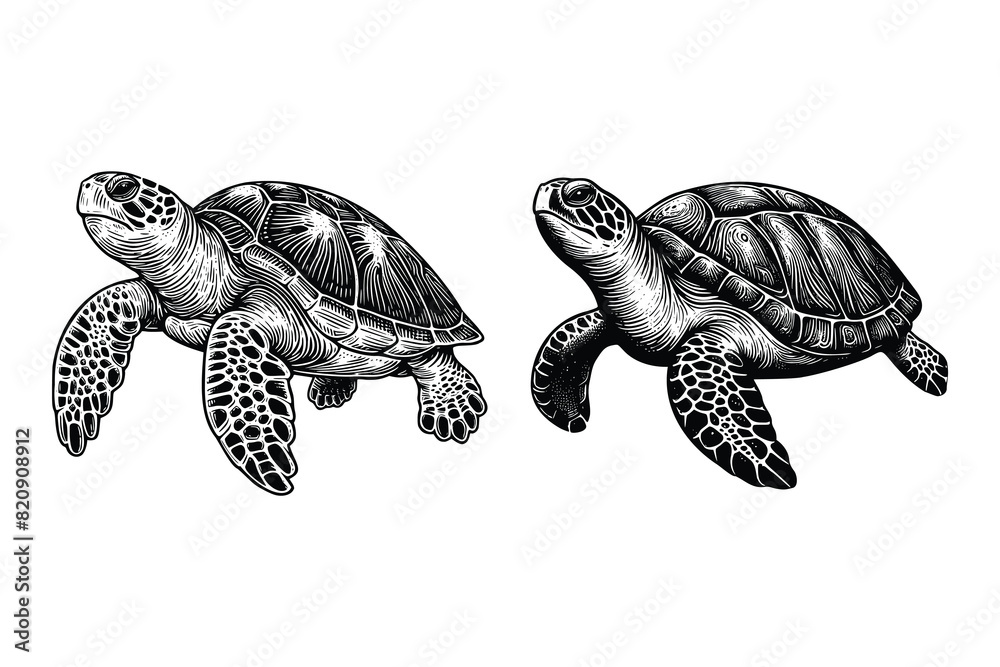 set of turtle illustration. hand drawn turtle black and white vector ...