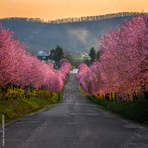 Berkenye, Hungary - Blooming pink wild plum trees along the road in the village of Berkenye on a sunny spring afternoon with warm golden sky and sunlight