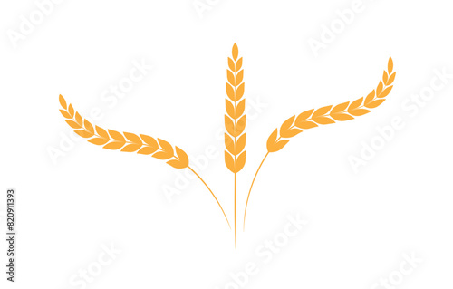 Rice panicles. Wheats rye rice ears  isolated on white background. rice organic grain. Vector illustration