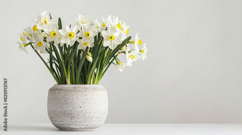 Vase with beautiful narcissus flowers on white background