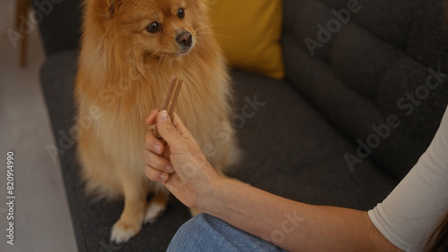 A young woman offers a treat to a pomeranian dog in a cozy living room.