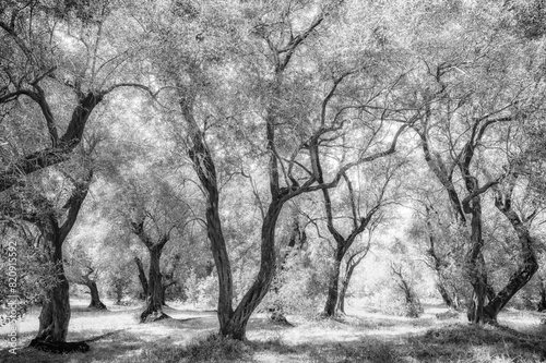 Künstlerisches Foto eines Olivenhain auf Korfu in schwarz weiß