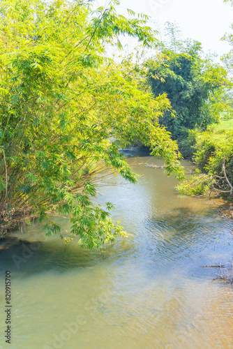 a small river with trees and bamboos around it