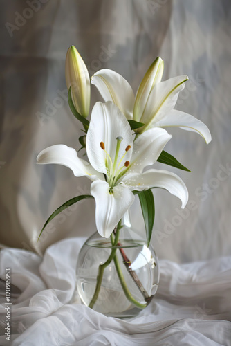 White lily flower in a glass vase. Classical still life. photo