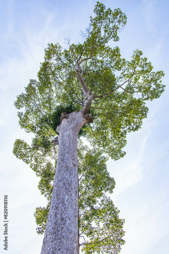 Fototapeta premium a towering tree inside Wat Chedi Luang in Chiang Mai, Thailand