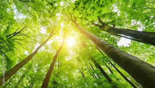 zauberhafter sonnenschein auf grunen baumkronen im wald photo