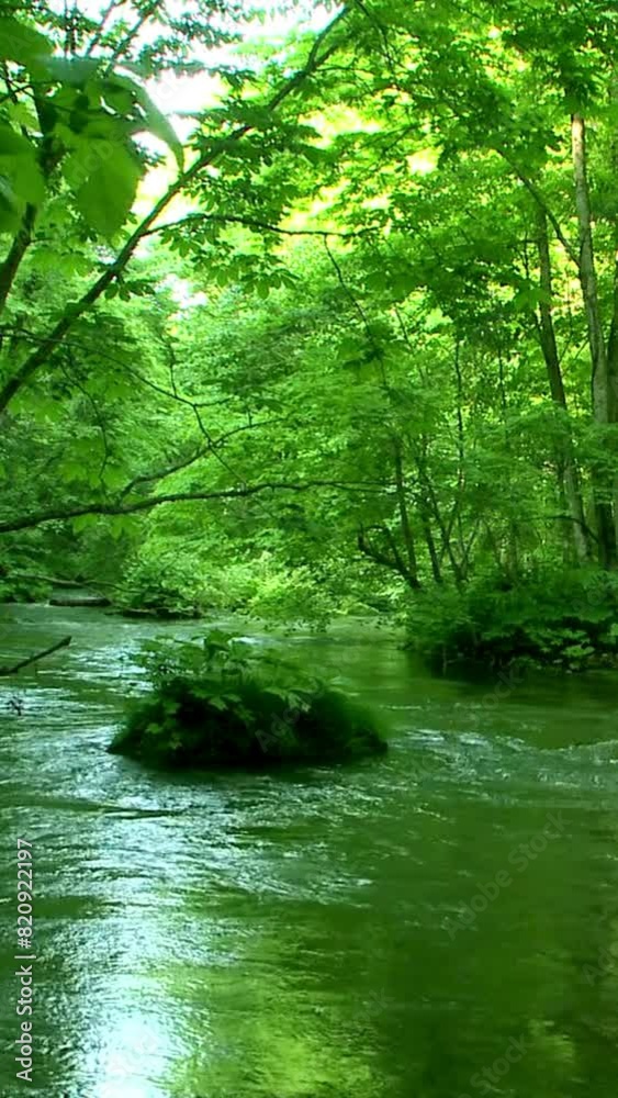Beautiful sunlight in the forest and river. Nature Beautiful sunlight in the forest and river. Nature