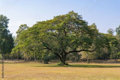 Fototapeta Naklejka Na Ścianę i Meble -  rain tree or monkeypod tree in Thailand