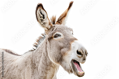 A donkey with its mouth open, appearing to laugh, isolated on a white background © Veniamin Kraskov