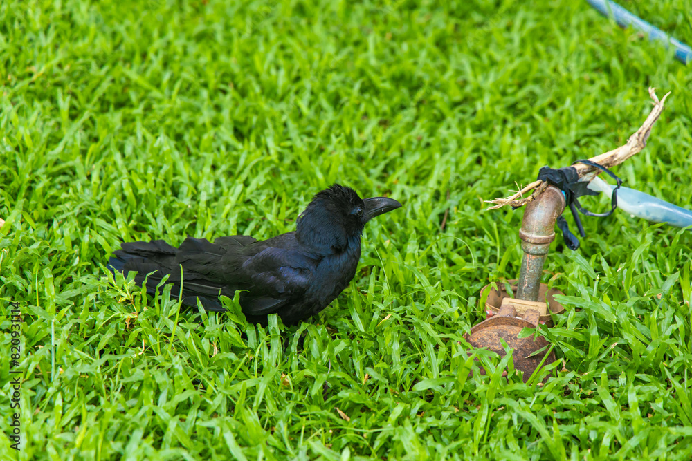 Obraz premium a crow on a grassy ground near a faucet inside Lumpini Park in Bangkok, Thailand