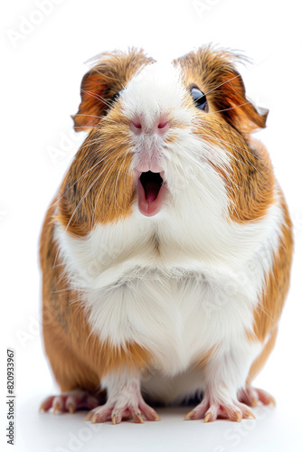 A guinea pig appearing to giggle, with its mouth slightly open, isolated on a white background
