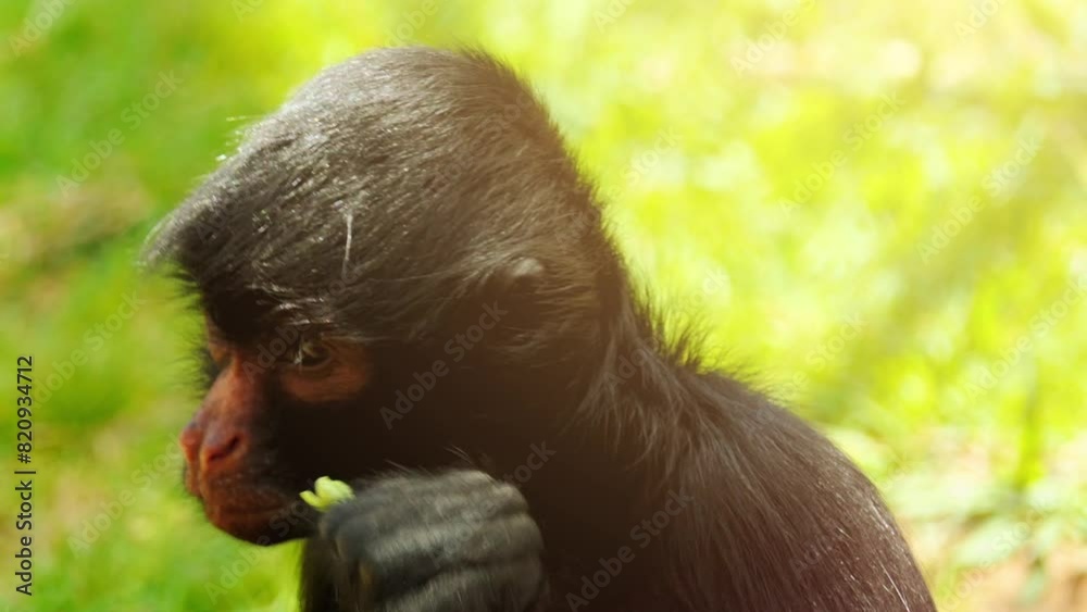 red-faced spider monkey (Ateles paniscus)