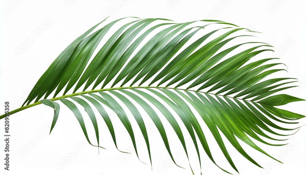 Obraz premium tree, branch, palm, nature, leaf, pine, christmas, fir, plant, green, tropical,
