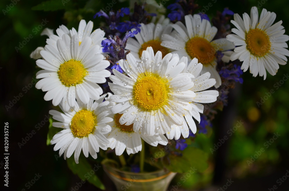 Fototapeta premium Wild daisy flowers growing on meadow, white chamomiles on green grass background. Oxeye daisy, Leucanthemum vulgare, Daisies, Dox-eye, Common daisy, Dog daisy, Gardening concept.
