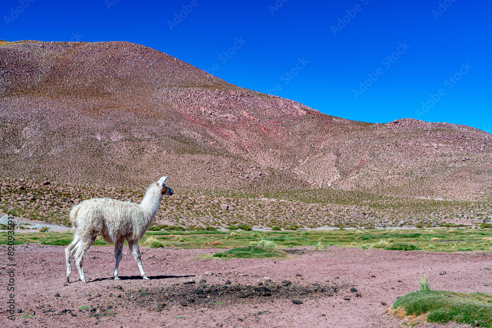 Naklejka premium alpaca in the highlands of Chile