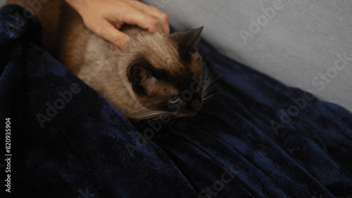 A person gently strokes a siamese cat resting on a blue velvet blanket indoors  portraying a sense of companionship and warmth in a cozy setting.