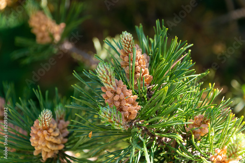 Young cones of Pinus mugo. dwarf mountain pine photo