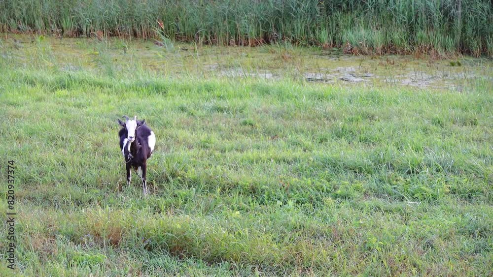 Black-and-white goat grazing on a green pasture near the old overgrown creek. Black-and-white goat grazing on a green pasture near the old overgrown creek.