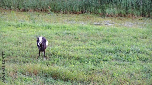 Black-and-white goat grazing on a green pasture near the old overgrown creek.