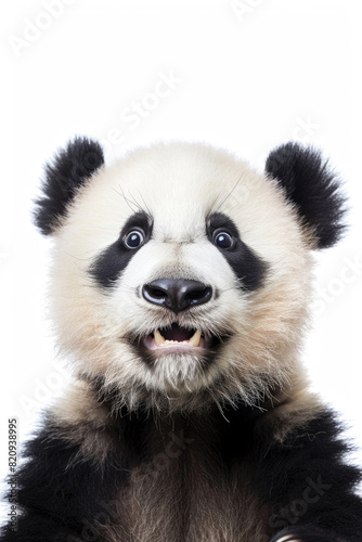 A panda with a happy expression, looking gleeful, isolated on a white background