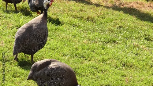 helmeted guineafowl (Numida meleagris) is the best known of the guineafowl bird family, Numididae, and the only member of the genus Numida. It is native to Africa, mainly south of the Sahara. photo
