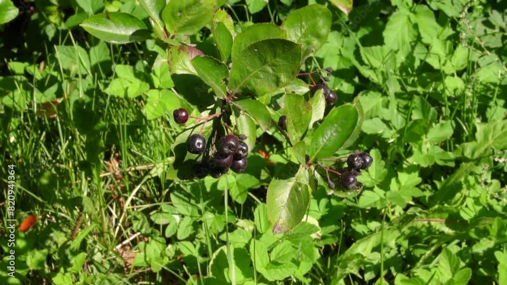 Clusters of chokeberry on the branches on a summer day Clusters of chokeberry on the branches on a summer day