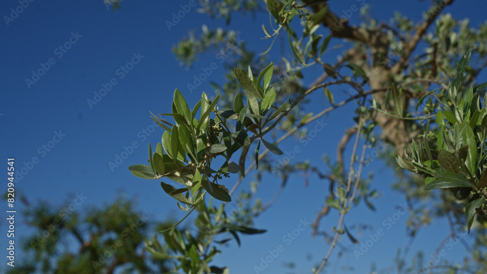 Olive tree branches with green leaves against a clear blue sky in an outdoor setting in puglia, italy. Olive tree branches with green leaves against a clear blue sky in an outdoor setting in puglia, italy.