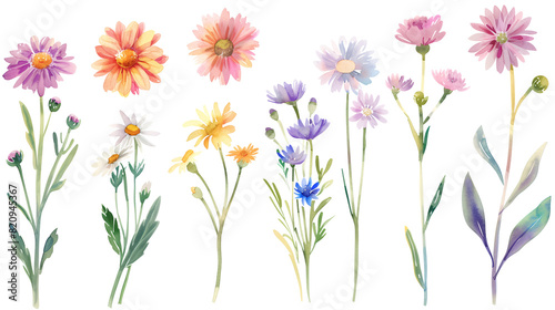 watercolor painting of daisy flower collection set in transparent background