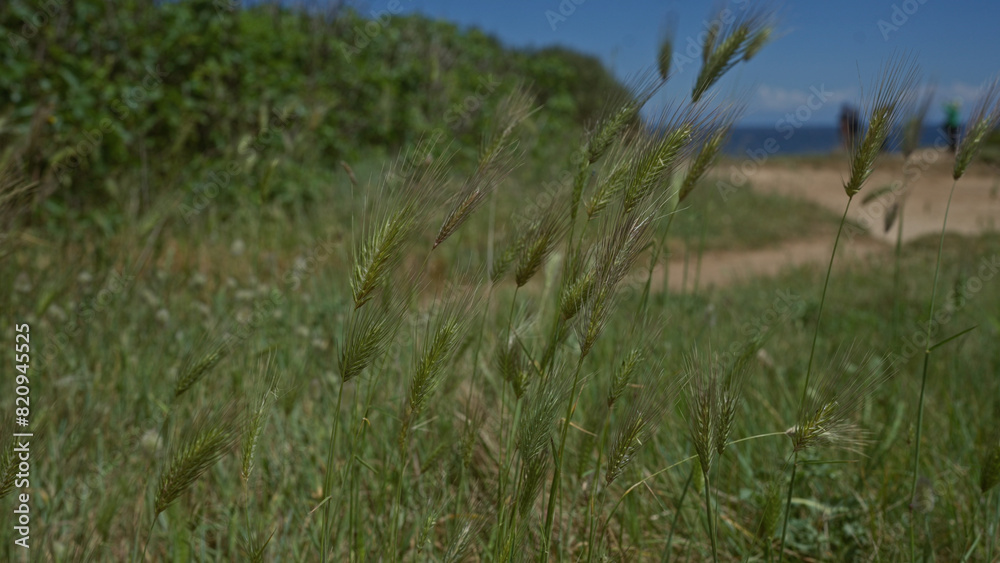 Wild barley plants sway in the wind on a sunny day along a coastal path in puglia, italy, with lush greenery and the mediterranean sea visible in the background. Wild barley plants sway in the wind on a sunny day along a coastal path in puglia, italy, with lush greenery and the mediterranean sea visible in the background.