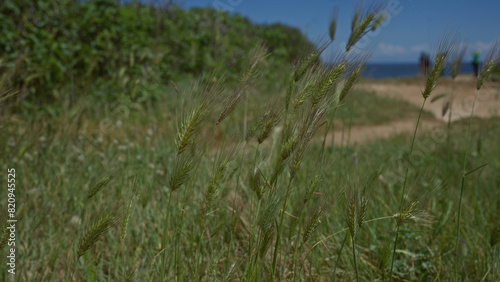 Wild barley plants sway in the wind on a sunny day along a coastal path in puglia  italy  with lush greenery and the mediterranean sea visible in the background.