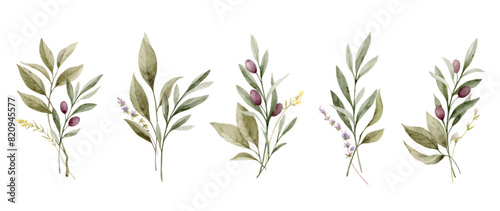Watercolor vector bouquet set with olive branches and green foliage. Hand painted botanical illustration. Greenery clipart for greeting cards, decoration, wedding invitation, stationery design.