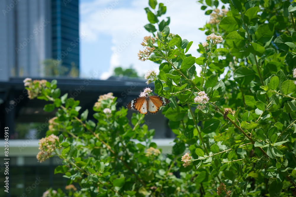 Fototapeta premium Butterfly in a garden under the sun