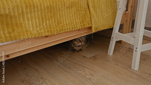 Photos A cat is hiding under a bed inside a home with wooden floors and a yellow blanket, creating a cozy indoor setting