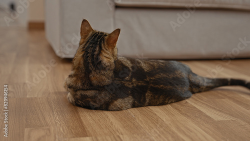 A cat rests on a wooden floor indoors, gazing away from the camera, in a cozy home setting with a beige sofa in the background.