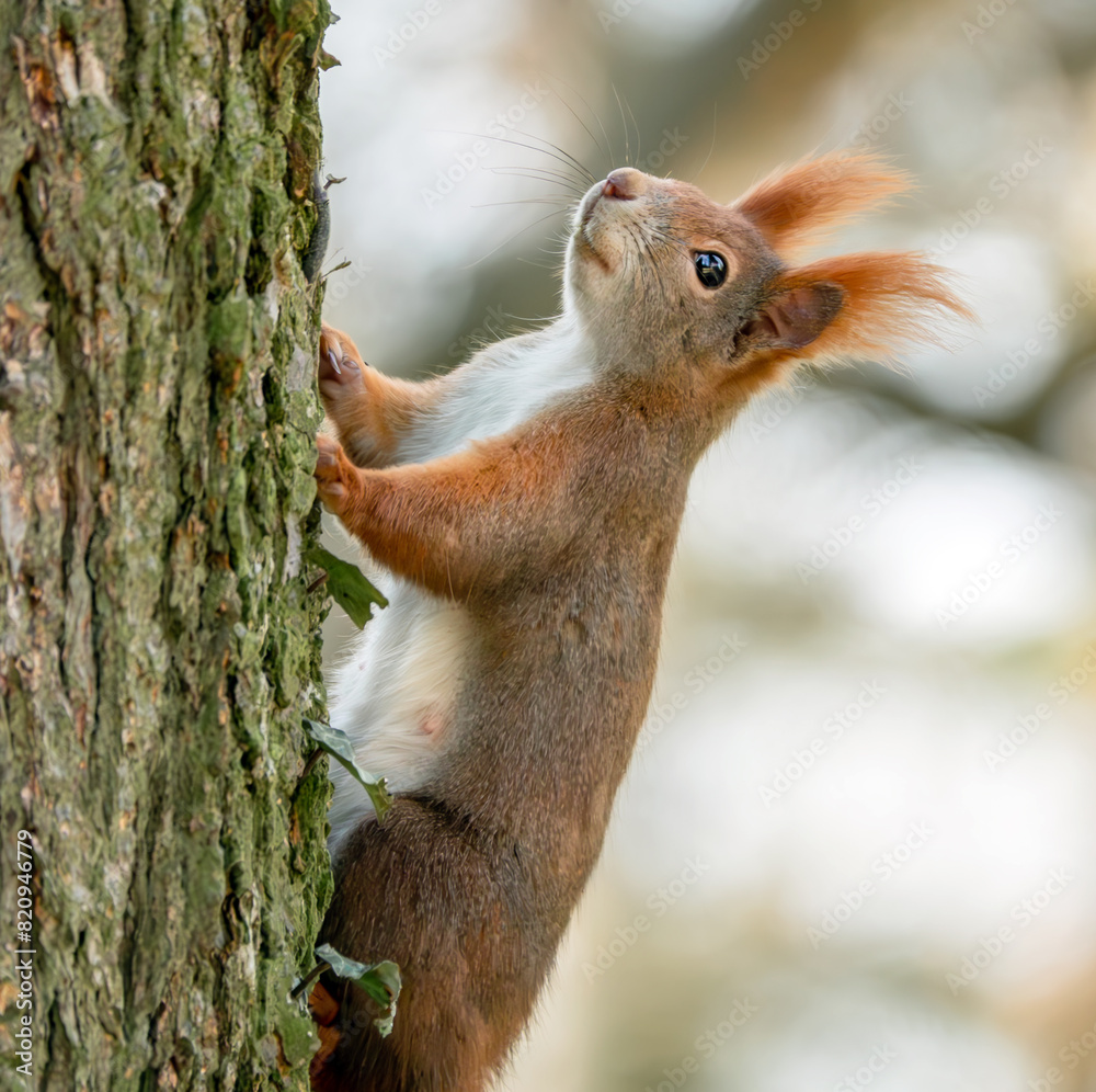 Eichhörnchen klettert am Baumstamm Eichhörnchen klettert am Baumstamm
